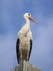 Stork