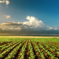agriculture green field on sunset