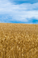Wheat field.