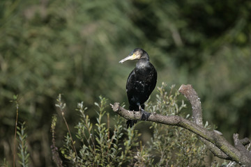 Great Cormorant, Phalacrocorax carbo