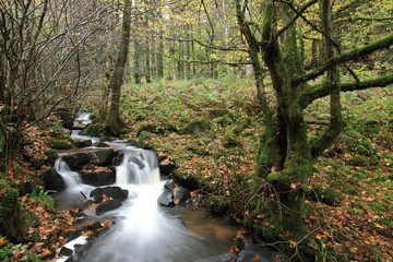 paysage d'automne