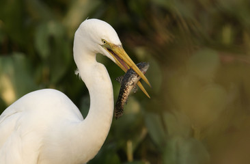 Great egret, Ardea alba
