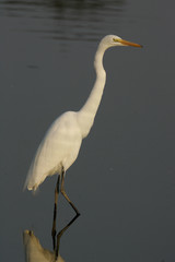Great egret, Ardea alba