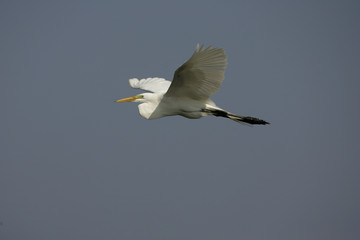 Great egret, Ardea alba