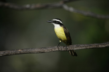 Great kiskadee, Pitangus sulphuratus