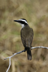 Great kiskadee, Pitangus sulphuratus