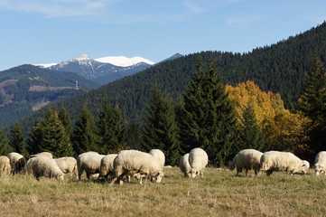 Herd of sheeps in Rohače, Slovakia