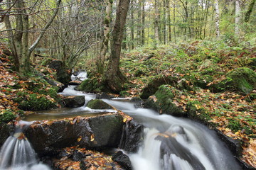 Chute d'eau en forêt