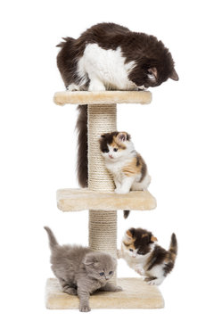 Group Of Cats Playing On A Cat Tree, Isolated On White