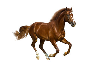 Obraz na płótnie Canvas Young horse