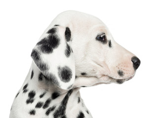 Close-up of a Dalmatian puppy's profile, isolated on white - obrazy, fototapety, plakaty