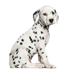 Side view of a Dalmatian puppy sitting, looking at the camera, i © Eric Isselée