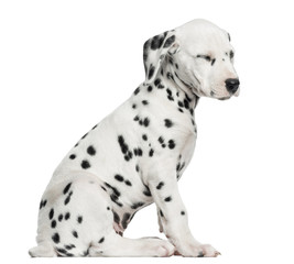 Side view of a Dalmatian puppy sitting, tired, isolated on white
