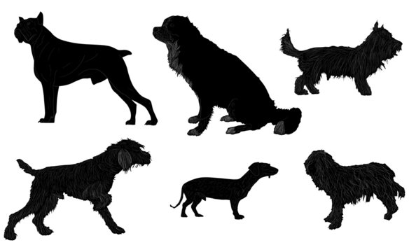 six black isolated dogs