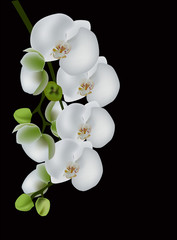 Panele Szklane  biały kwiat orchidei na czarnym tle
