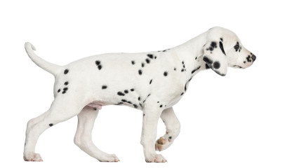Side view of a Dalmatian puppy walking, isolated on white