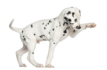 Side view of a Dalmatian puppy pawing up, isolated on white - obrazy, fototapety, plakaty