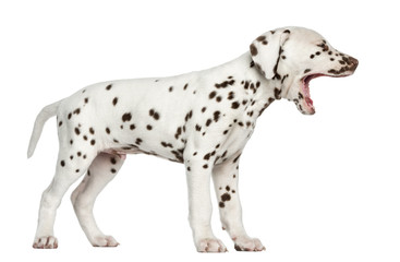 Side view of a Dalmatian puppy yawning, isolated on white