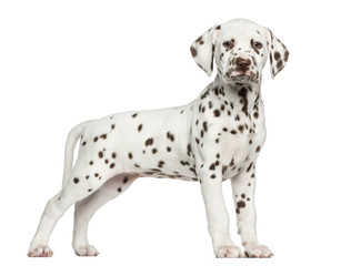 Side view of a Dalmatian puppy standing, looking at the camera