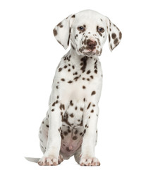 Front view of Dalmatian puppy sitting, isolated on white