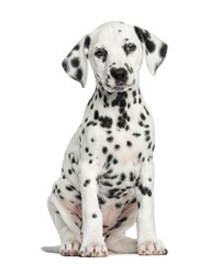 Front view of a Dalmatian puppy sitting, facing, isolated - obrazy, fototapety, plakaty