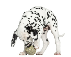 Dalmatian puppy playing with a tennis ball, isolated on white