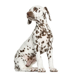 Side view of a Dalmatian puppy sitting, looking backwards