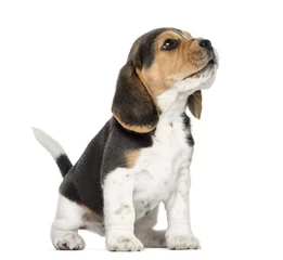 Fotobehang Beagle puppy howling, looking up, isolated on white © Eric Isselée