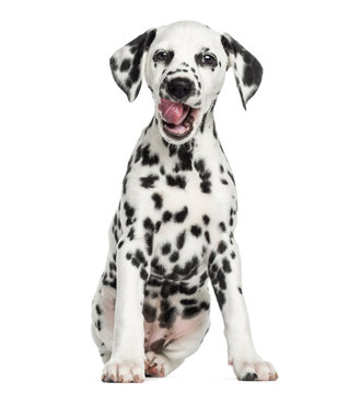 Front view of a young Dalmatian sitting, licking, isolated