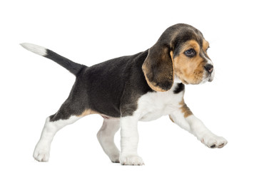 Side view of a Beagle puppy walking, isolated on white