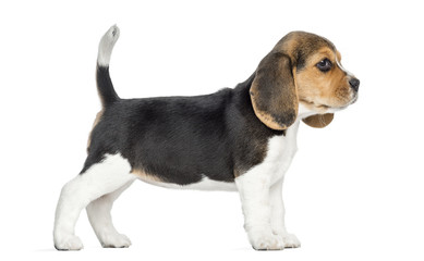 Side view of a Beagle puppy standing, isolated on white