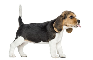Side view of a Beagle puppy standing, sticking the tongue out