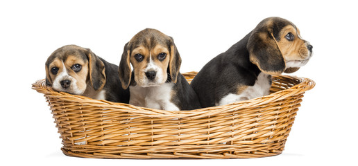 Tree Beagle puppies in a wicker basket, isolated on white © Eric Isselée