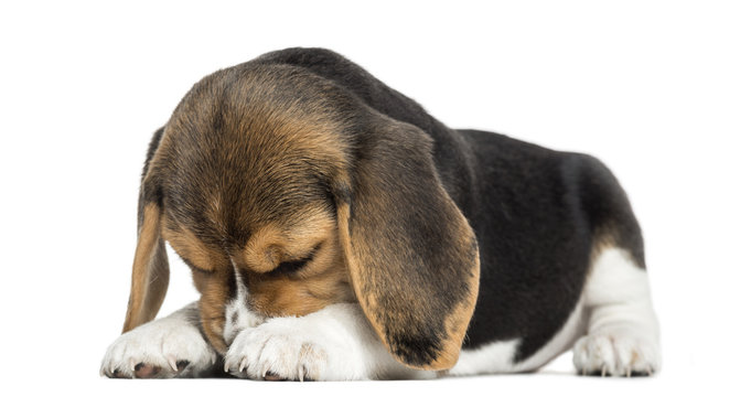 Front view of a Beagle puppy lying, hiding its face, isolated