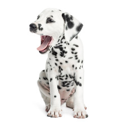 Dalmatian puppy yawning, sitting, isolated on white - obrazy, fototapety, plakaty