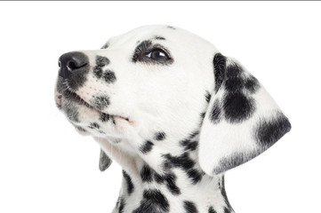 Close-up of a Dalmatian puppy, looking up, isolated on white