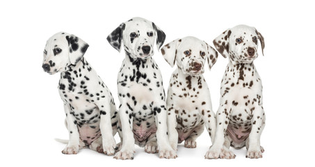 Group of Dalmatian puppies sitting, isolated on white