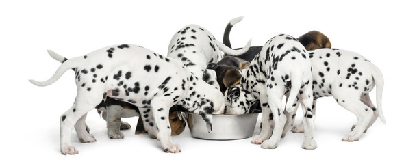 Group of Dalmatian and Beagle puppies eating all together