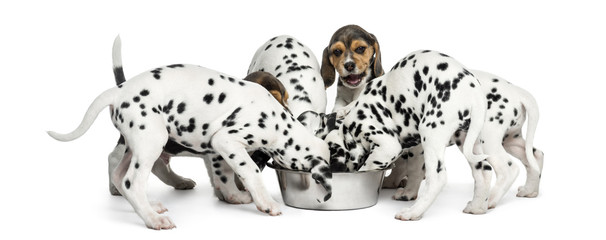 Group of Dalmatian and Beagle puppies eating all together - obrazy, fototapety, plakaty