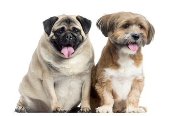 Lhassa apso and Pug sitting, panting, isolated on  white