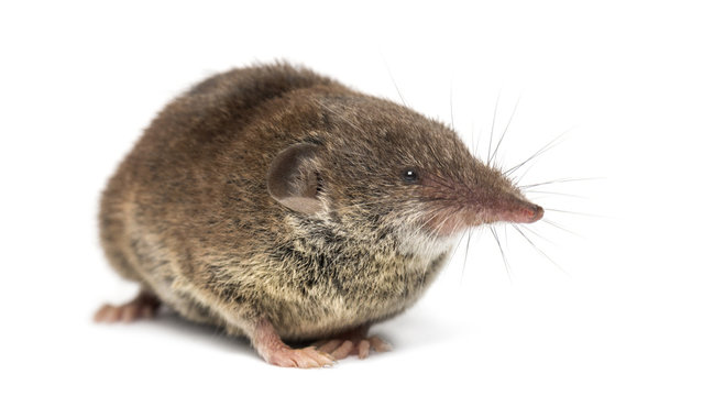 White-toothed shrew, isolated on white © Eric Isselée
