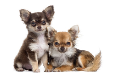 Two Chihuahuas next to each other, isolated on white