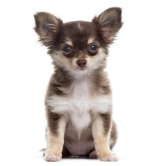Obraz premium Chihuahua sitting, looking at the camera, isolated on white