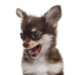 Close-up of a Chihuahua yawning puppy, isolated on white