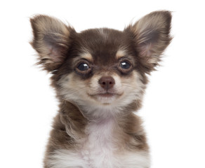 Close-up of a Chihuahua puppy, isolated on white