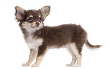 Side view of a Chihuahua standing, isolated on white