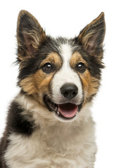 Close-up of a Border collie panting, isolated on white
