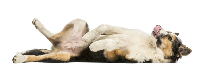 Side view of a Border collie lying on its back, submissive