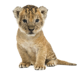 Fototapeta na wymiar Lion cub sitting, looking at the camera, 16 days old, isolated