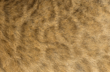 Macro of a Lion cub's fur, 16 days old